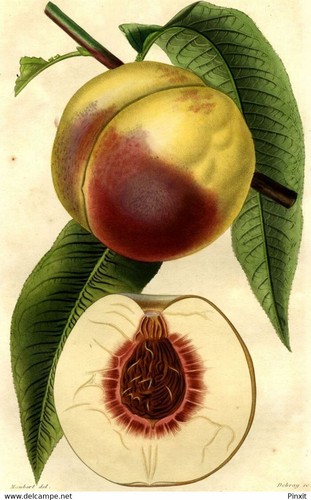 Revue horticole fruit pêche - revue,