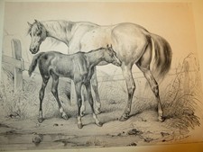Victor adam rare - adam,
