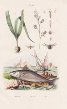 Thons Thunnus Spider Gravure En Acier Guerin-Meneville 1839