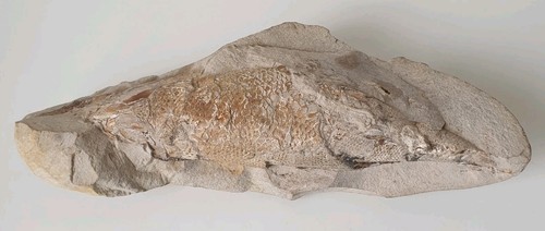 Fossile poisson rhacolepis - fossile,
