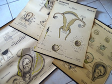 4 affiches scolaire pédagogiques anciennes gynécologie RIVALLAIN Paris
