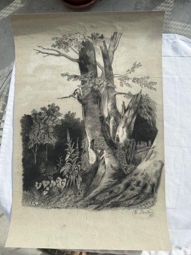 Dessin ancien paysage - , arbre