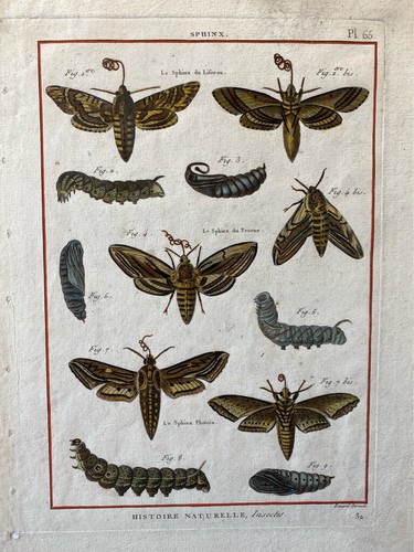 Papillons sphinx - papillons,,