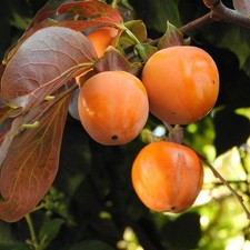 Diospyros Kaki 'Muscat' - Kaki rouge du Japon - Plaqueminier