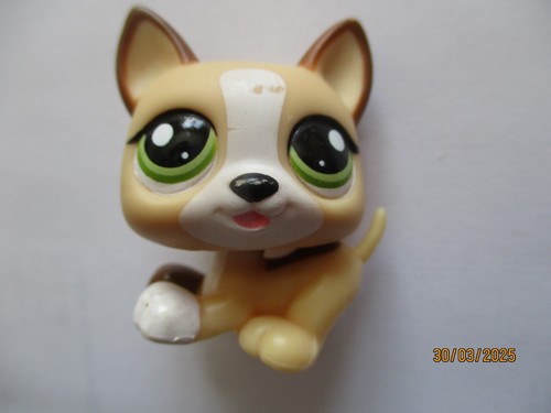 Petshop bebe chien - bebe, husky