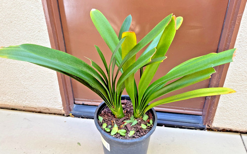 Large mature yellow clivia - 2, large,mature