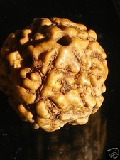 Perle Rudraksha Graine Sacrée des Yogis 10,5 cts(Inde)
