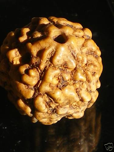 Perle rudraksha graine sacrée - graine,