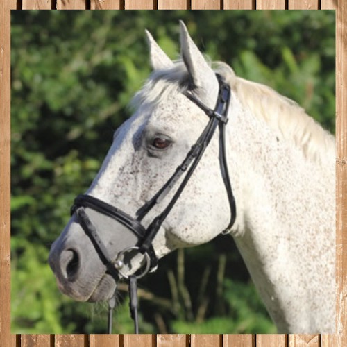 Bridle barnsley round - barnsley,