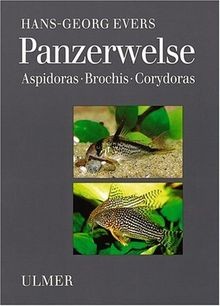 Panzerwelse aspidoras - panzerwelse:,