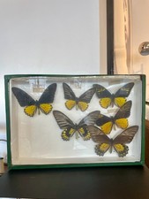 Boite entomologique 6 papillons naturalisés - cabinet de curiosité milieu XXème