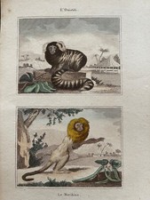 Rare gravure singes XIXème