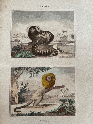 Rare gravure singes xixème - singes,