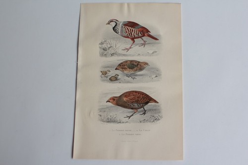 Gravure buffon perdrix - buffon,