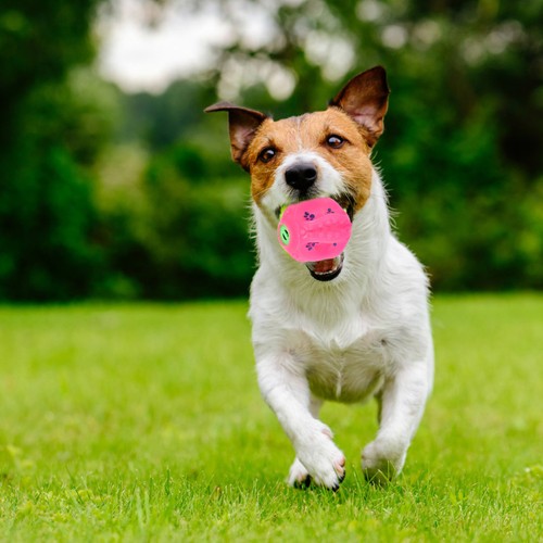 Jouets pour chiens mâcher - chiens, À