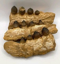 Globidens Mosasaur 3