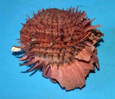 COQUILLAGES -SPONDYLIDAE -