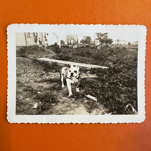 Vintage photo dog - dog, english