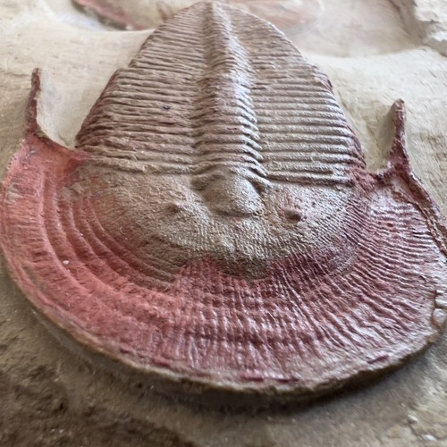 Rare trilobite harpide - , +
