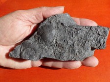 VÉRITABLE "FOND MARIN" DÉVONIEN DE MAYENNE