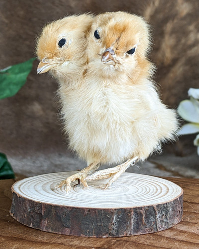 Two headed chicken - chicken, taxidermy