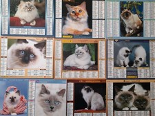 Calendriers Chat Sacré De Birmanie