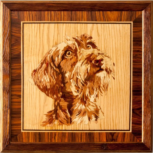 Fox terrier chien - , photo
