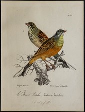 1830 - Bruant ortolan - Lithographie ancienne d'oiseau (Ornithologie) couleurs
