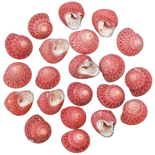 Coquillages trochus fraise - ,