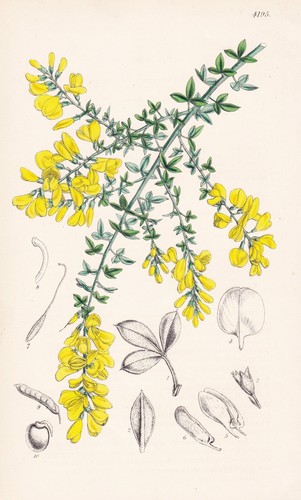 Genista spachiana canary - spachiana,
