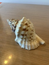 Grand Coquillage De Collection