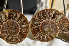 RARE ammonite siée Aioloceras besairiei albien de Mahajanga Madagascar