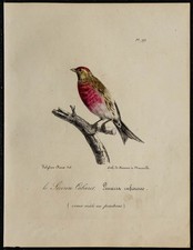 1830 - Sizerin cabaret femelle - Lithographie ancienne d'oiseau (Ornithologie)