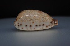 21 - Sea shells -  Cypraea Ficadusta pulchella - Mer de Chine -  44.6 mm
