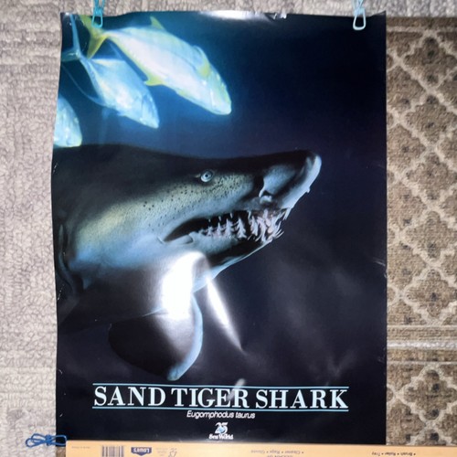 Two tiger shark poster from - shark,