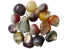 Maïs Glass Gem à Pop-Corn Bio - Zea Mays - SEM01