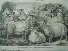 Gravure 1855 - Nouveau