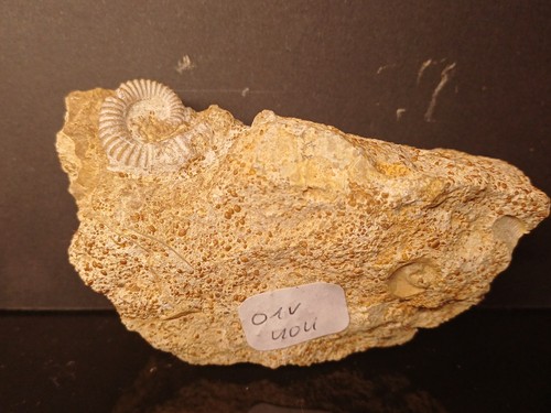 Ammonite spiroceras orbignyi - spiroceras,