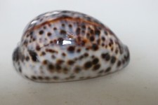 collection coquillage CYPRAEA