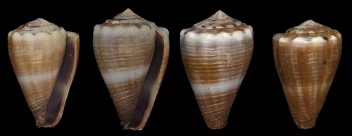 Coquillage collection - de,
