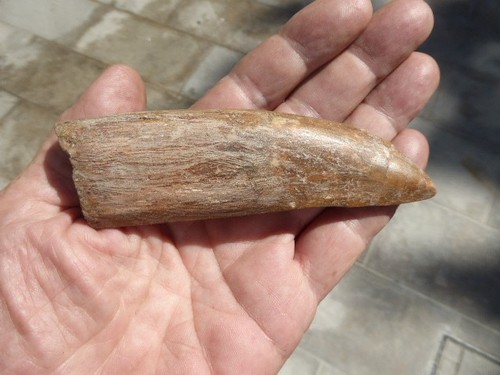 Dent fossilisee - fossilisee, de
