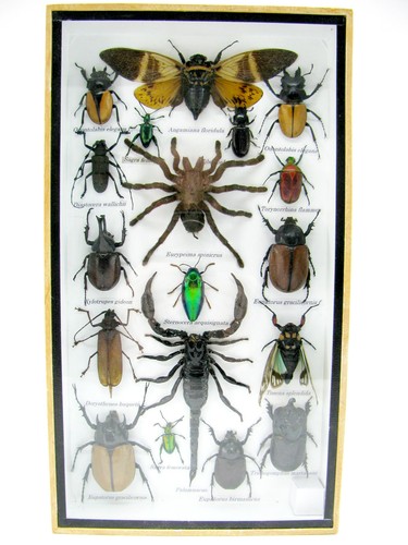 Insectes exotiques réel - insectes,