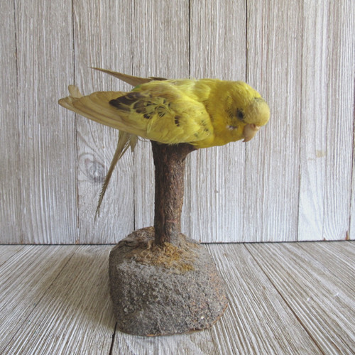 Vintage taxidermy parakeet - vintage,