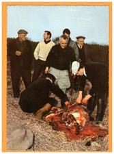 CHASSE à COURRE / SCENE de BOUCHERIE / La CUREE vers 1950