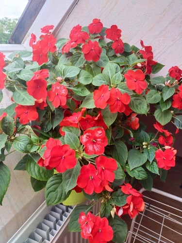 Impatiens rouge - impatiens,
