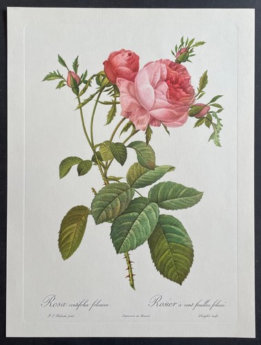 Botanique rosier cent - botanique,