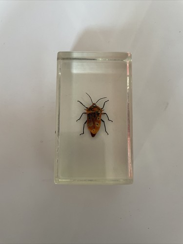 Véritable insecte dans - véritable,