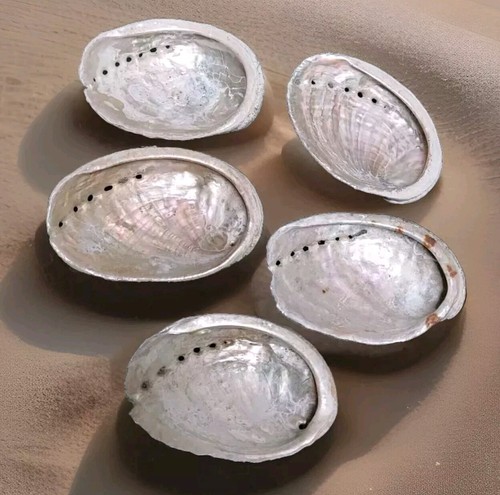 Coquilles ormeaux nacre - coquilles, d'ormeaux