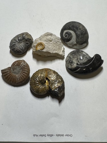 Ammonite six different - ,