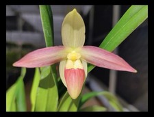 Phragmipedium Eric Young